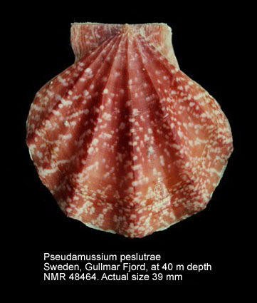 Pseudamussium peslutrae (2).jpg - Pseudamussium peslutrae(Linnaeus,1771)
